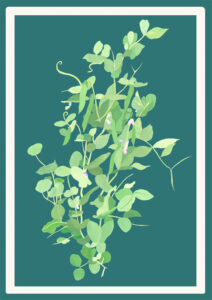 Sweet pea card design